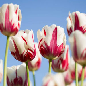 Meet your Posher, Gineth